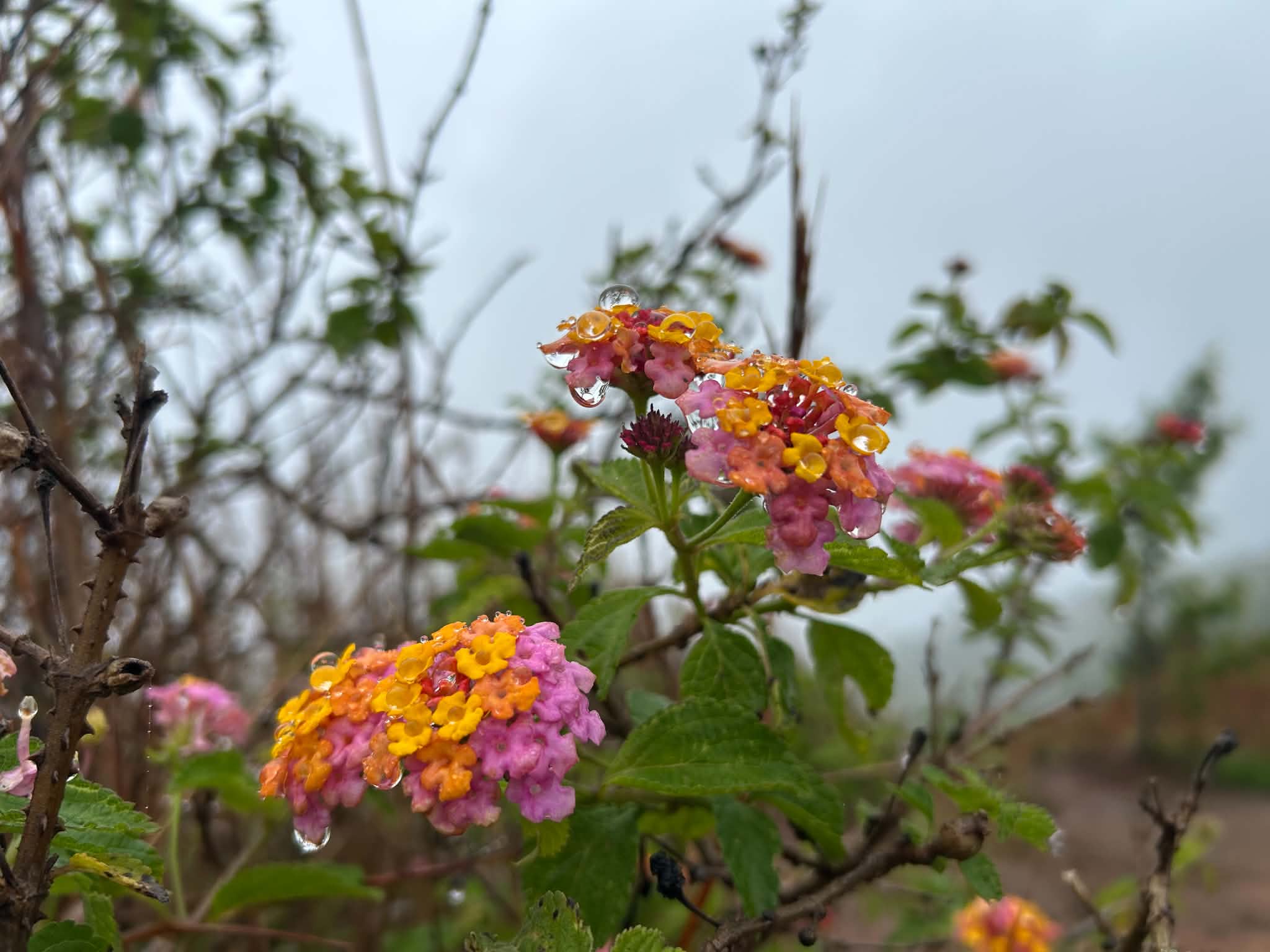 flowers