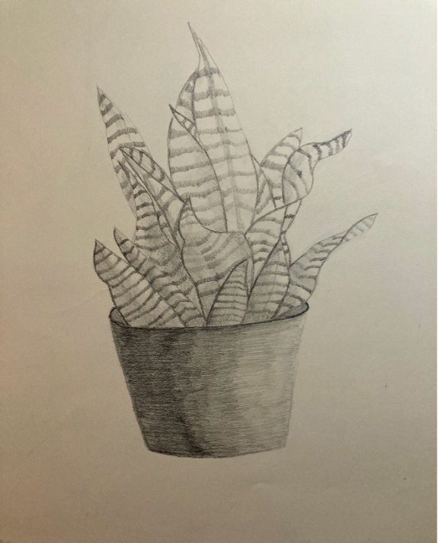 Plant